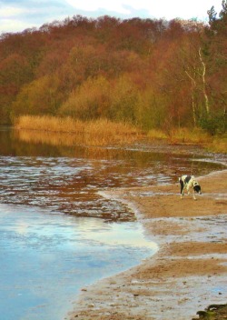 Vwcampervan-Aldridge:  Dog Investigating The Ice, Bracebridge Pool, Sutton Park,