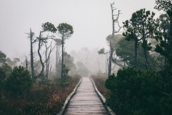 #bridge #tree #darkness #fog