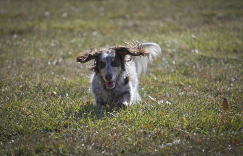 Lookit Chloe go! &lt;3