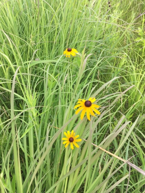 vastderp:Found some cool flowers walking the dog :3 Rudbeckia hirta and Asclepias tuberosa&ndash