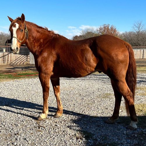 Hotshot 12 yr old 15.1h family ranch horse. This gelding is one of the favorites. He is so gentle, d