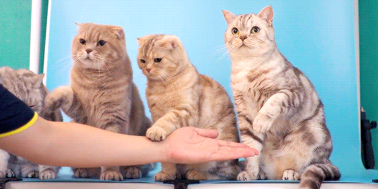 neko-gifs:/ᐠ｡‸｡ᐟ\