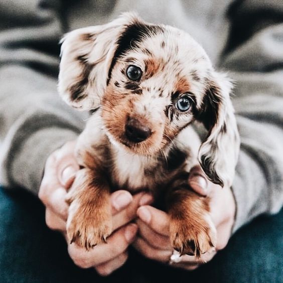 Puppies Make Me Happy