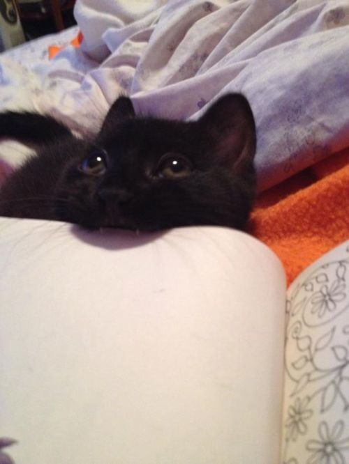 courtneykaye:  trying-to-build-a-balance:metastasisedmalaise:awwww-cute:W e recently adopted a couple of kittens. This one, Starbuck, enjoys chewing on books  dear fucking god   c-ballin  Starbook.  That face is like “what?”