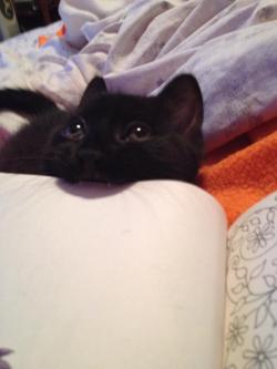 poochcrew:  We recently adopted a couple of kittens. This one, Starbuck, enjoys chewing on books. 