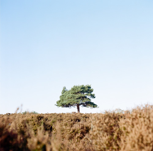 The Lone Tree Hasselblad 501cm  |  Portra 400