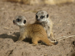 effyeahmeerkats:  Birmingham Nature Centre