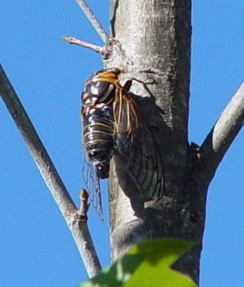 siena-italy:  sixpenceee:  Giant Cicadas: Cicadas are benign to humans under normal
