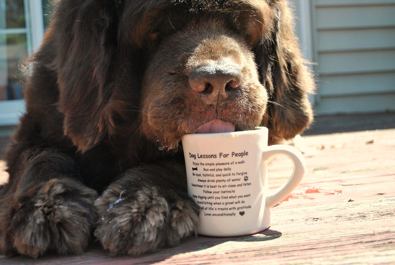 Your Coffee Guru