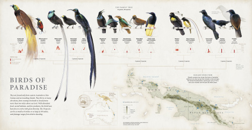 Aves do Paraíso / Birds of Paradise.Infográfico por Fernando Baptista, Maggie Smith & Fanna Gebr