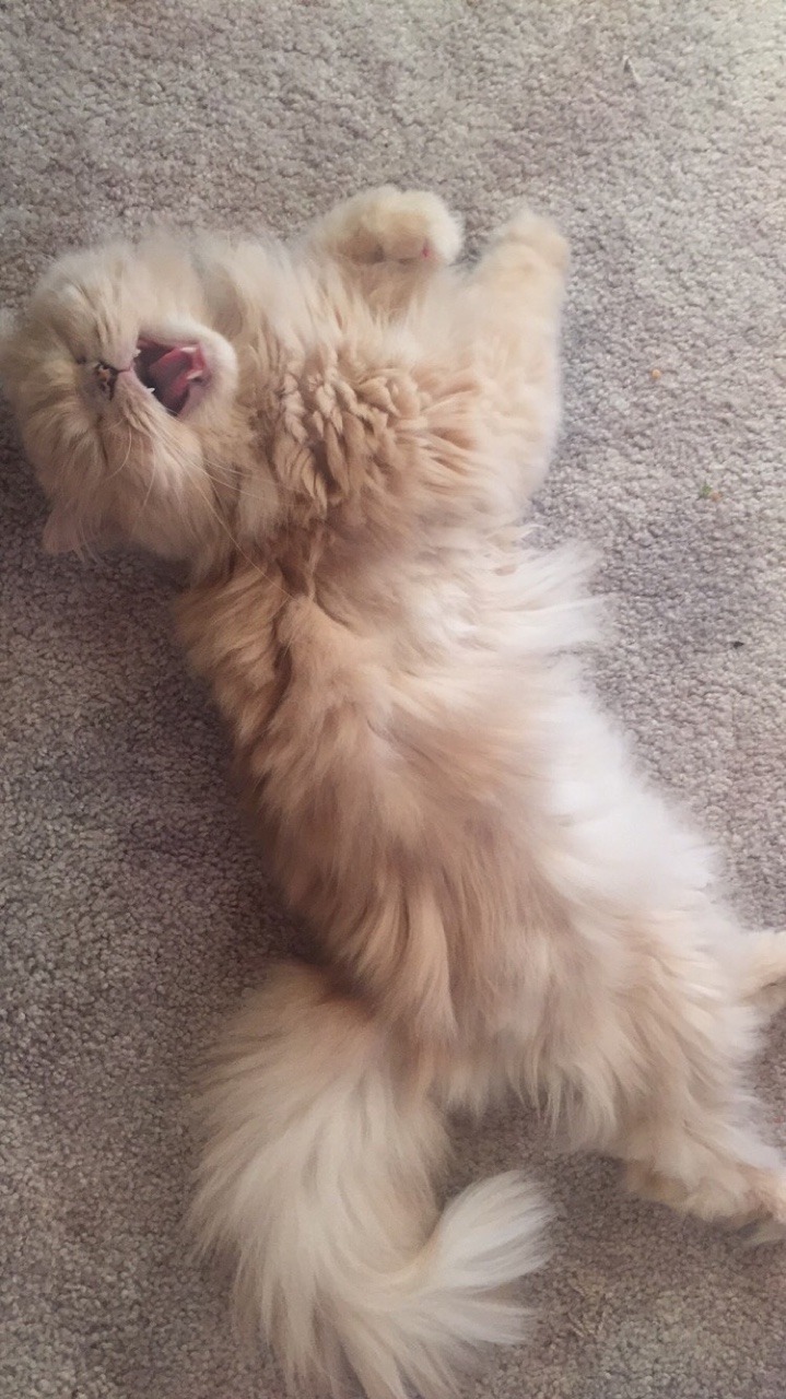 queen-miq:  He really likes to yell at the camera.