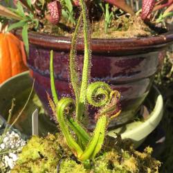 southbaytraps: Drosera Regia is one twisted