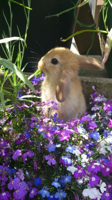 wiccanintheheart:My little baby Lupin, 1 ear has lopped but the other one still sticks up! Omg she’s my little cutie