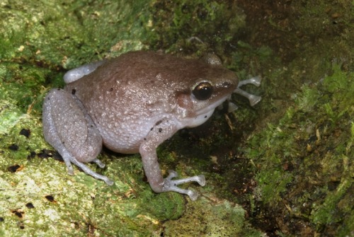  Cophixalus kulakula, or the Kutini Boulder Frog, is a small and pretty species found only in the Mo