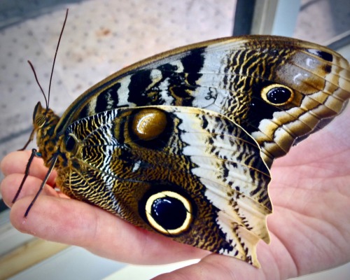 Yellow-Edged Giant Owl (Caligo atreus)