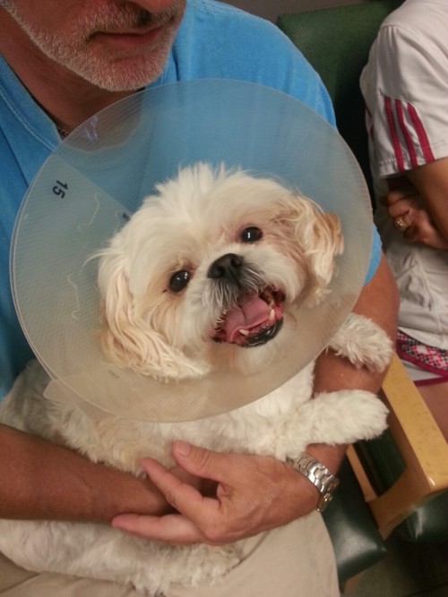 futurefantastic:  literallysokka:  trillgamesh:  A dog bit my dog before which sucks but she looks so happy to be in a cone  Winnie is one of my favorite pups  i need to befriend this little babie