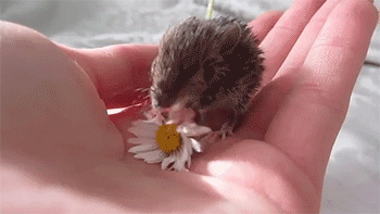 sizvideos:  Baby mouse eating a flower - Video 
