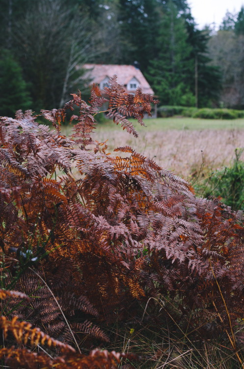 Ferns in FallPrint Shop