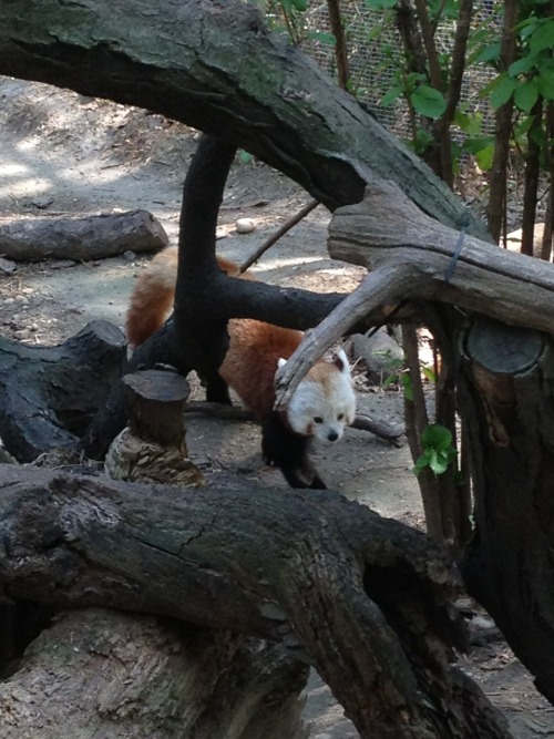 Saw Pabu in this strange enclosure and people were taking pictures of him like he was some ANIMAL! 