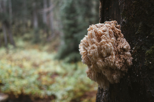 Bears head mushroom