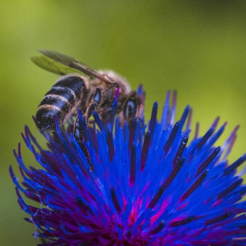 Трудяга-работяга .. #flowers #flower #blue #vl #nature #beautiful #green #bee #view #nikon #russia #