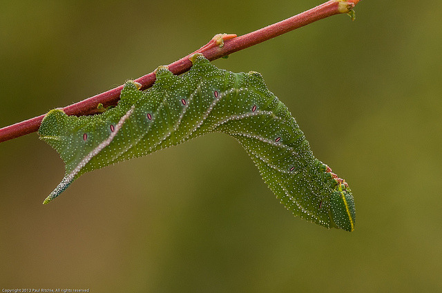 Eyed Hawk Moth Caterpillar on Flickr.