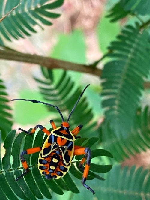 onenicebugperday:Leaf-footed bug nymphs in the genus PachylisFound throughout Mexico, Central Americ