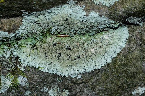  Phaeophyscia rubropulchraOrange-cored shadow lichen This foliose lichen grows in small roundish-pat