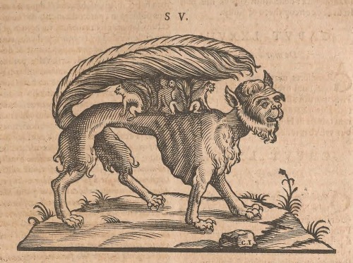 An illustration from Juan Eusebio Nieremberg’s 1635 text Historia natvrae, maxime peregrinae, libris