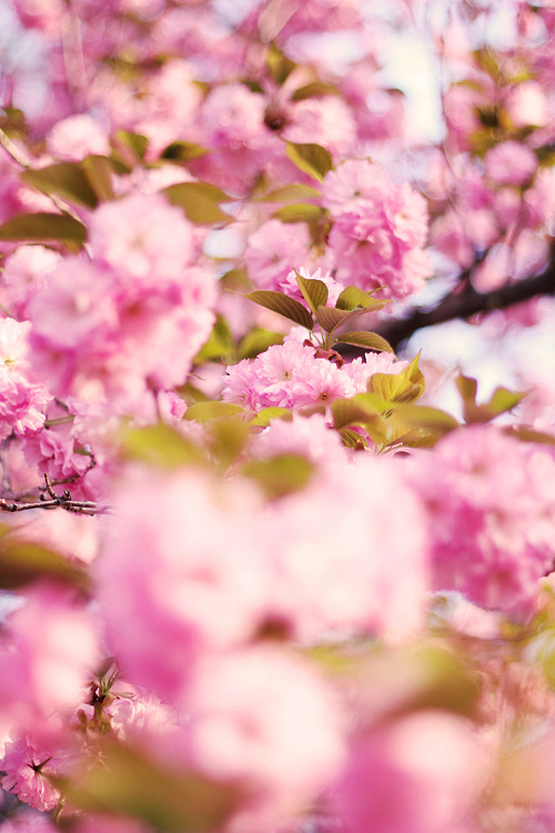 atraversso:  Beautiful Season  by Justin Muir 