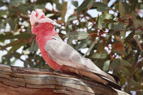 rhamphotheca:  The Galah (Eolophus roseicapilla) … also known as the rose-breasted cockatoo or roseate cockatoo is one of the most common and widespread cockatoos, and it can be found in open country in almost all parts of mainland Australia. It appears