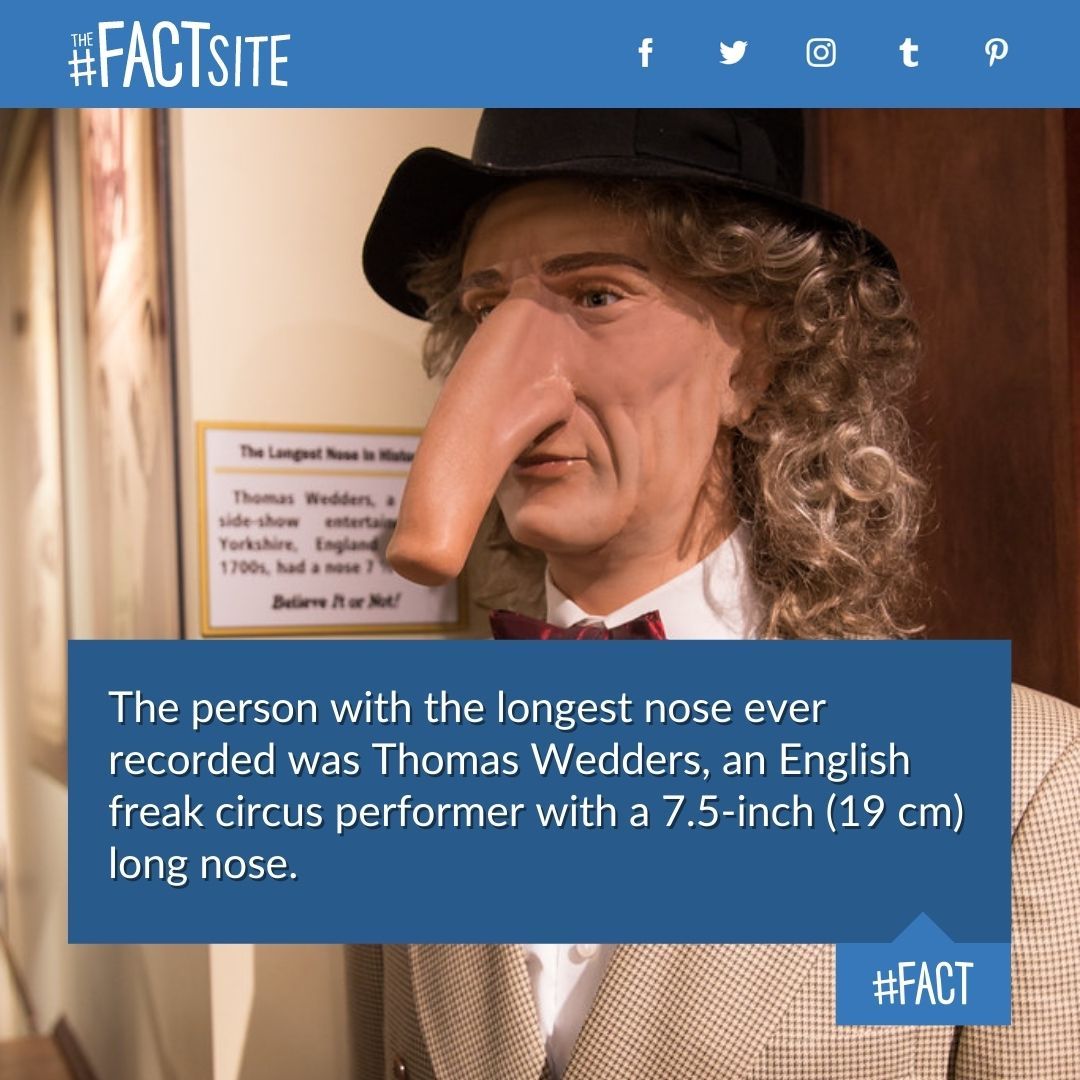 The Fact Site - The person with the longest nose ever recorded was...