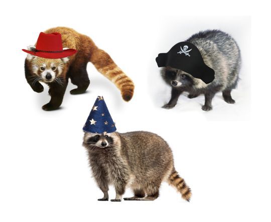 just-racoon-thoughts:jell-o101:The unholy trinity of creatures that look like each other but aren’t even relatedI gave them hats