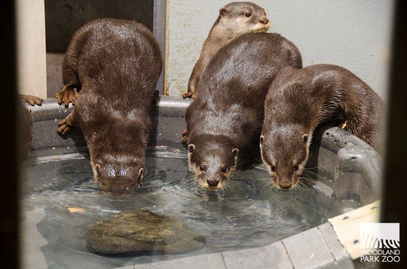 zooborns:  First Check-up for Otter Pups at Woodland Park Zoo  Four Asian Small-clawed