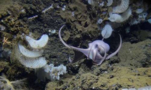 typhlonectes:Giant Group of Octopus Mothers Discovered in the Deep Sea via: The Field Museum“When I 