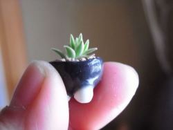 yamino:  archiemcphee:  The Department of Miniature Marvels is thrilled to discover that they can add gardening to their list of work-related hobbies. A recent trend in Japan has people raising itty-bitty bonsai plants less than 3cm in height. Called