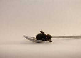 fabulouslittlefox: venetiantruths:  yoi-shenanigans:   Here is a baby button quail on a spoon Here is a baby button quail falling off a spoon    