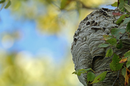 A deserted wasp nest.