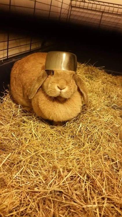 rabbitsoverload:Instead of a tin foil hat, its a food tin hat. Peaches the conspiracy theorist. (Wit