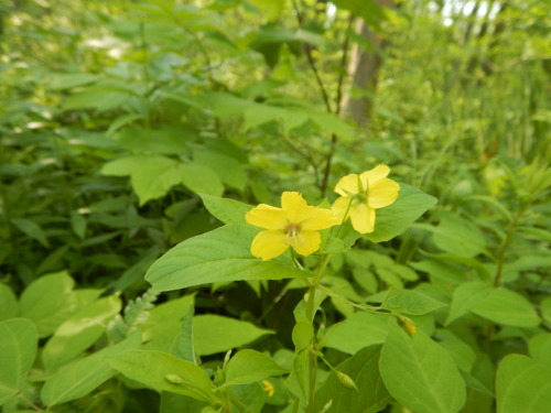 Lysimachia ciliata Perhaps thought of being the most wide spread species even above lanceolata but n