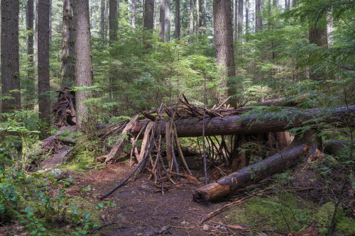 A fallen tree in forest.