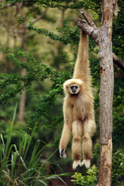 szelence:The Gibbon by Thanawat Thiasiriphet