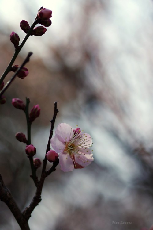 hungariansoul:  ken1flan:  uyamt:  梅 　「扇流し（おうぎながし）」 Ume blossoms / Japanese apricot  綺麗だなあ。。。  ♥