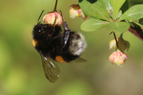 michaelnordeman:The bumblebees really like our Japanese barberry. On this day two years ago I took t