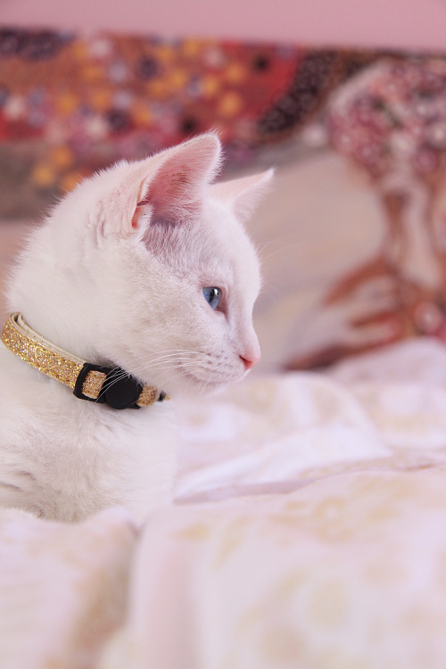 my pretty boy Meko getting snuggly on my bed ^_^