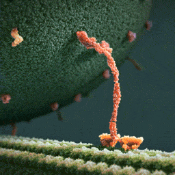 no-roads-left:  Kinesin (a motor protein) pulling some kind of vesicle along some kind of cytoskeletal filament.