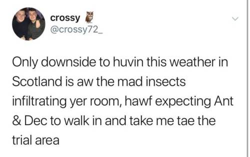 scottish twitter