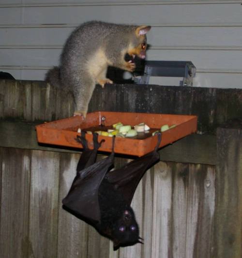 gothbats:Have dinner with a friend