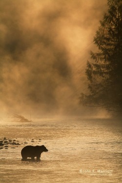 fuck-yeah-bears:  Silhouetted Grizzly by