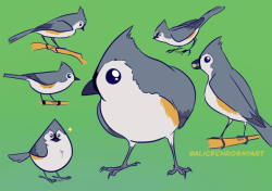 alicechrosnyart: Doodled these cute birds cuz I work for them now